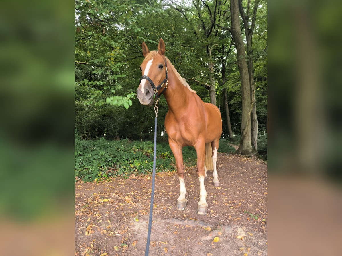 Freiberger Mare 7 years 16 hh Chestnut-Red in Hennef