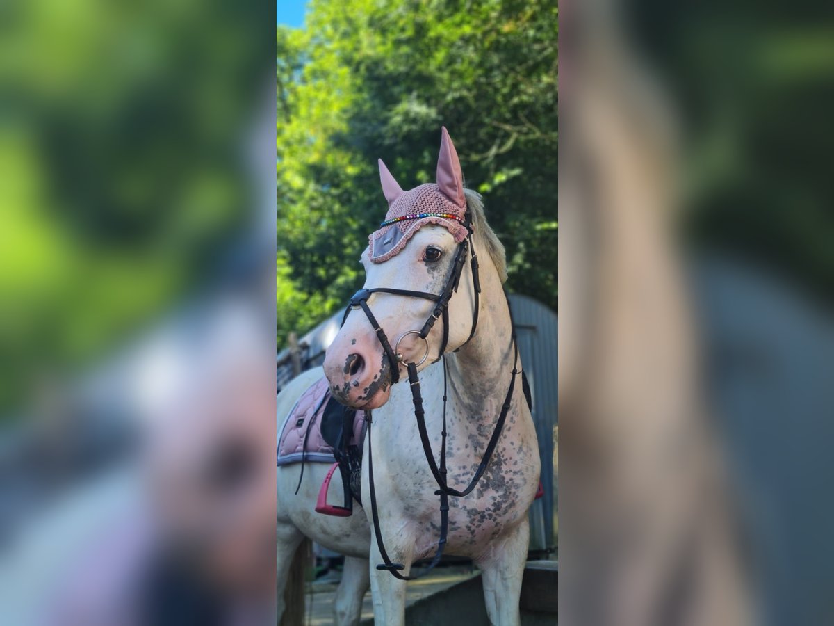 Freiberger Mix Mare 8 years 14,2 hh Gray in Dortmund