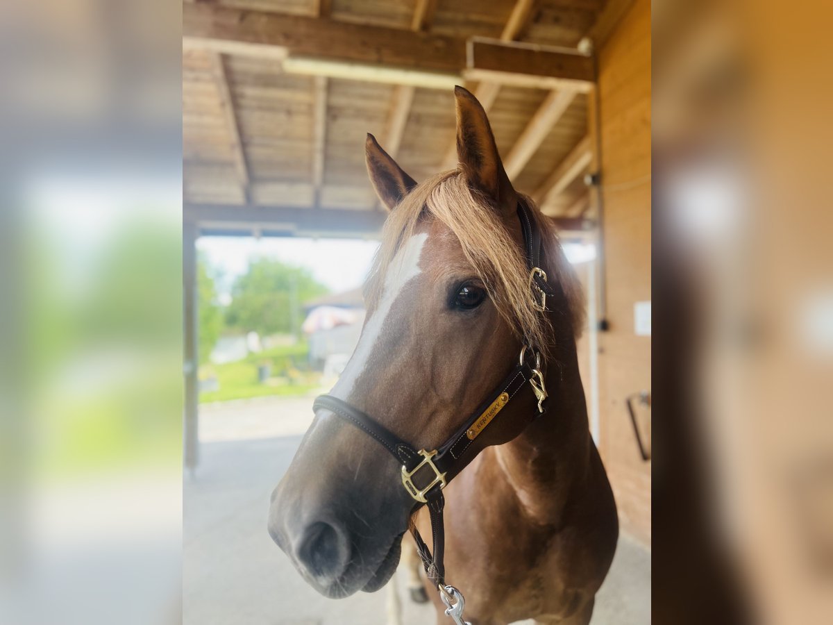 Freiberger Mare 8 years 15,1 hh Chestnut-Red in Dietikon