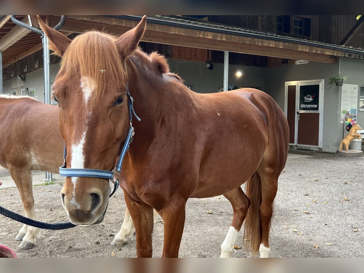 Freiberger Mare 8 years Brown in Morschach