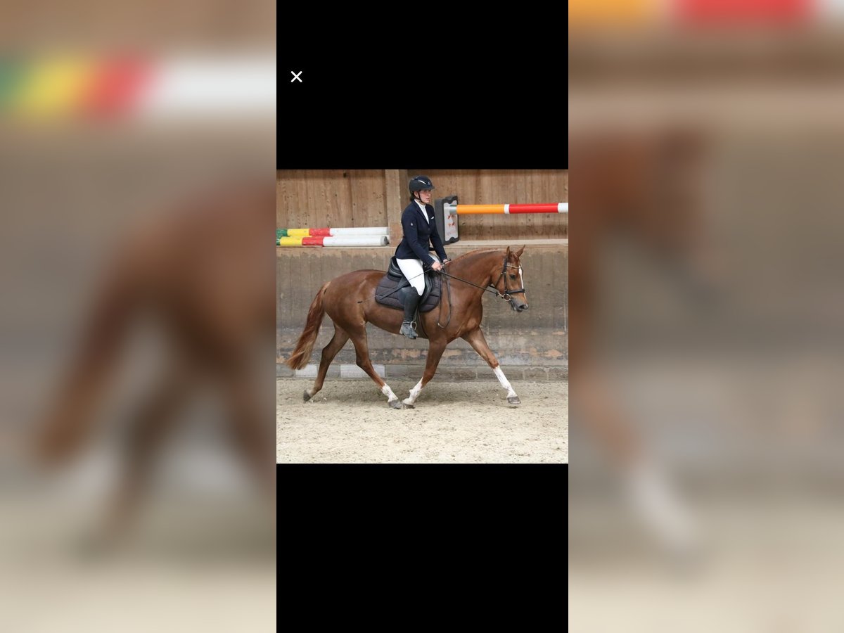 Freiberger Mare 9 years 15,1 hh Chestnut-Red in Oberdiessbach