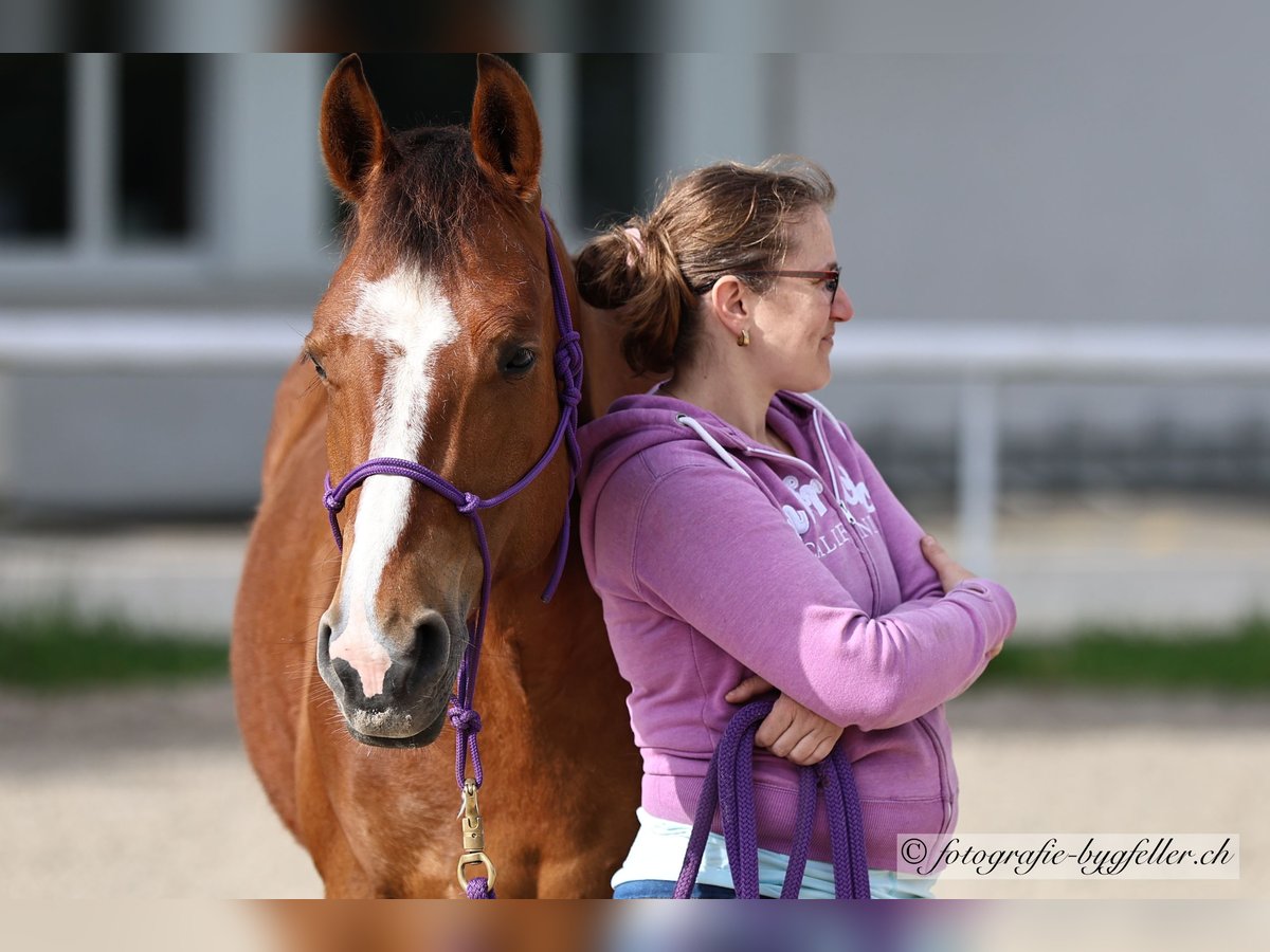 Freiberger Mare 9 years 15 hh Brown in Othmarsingen