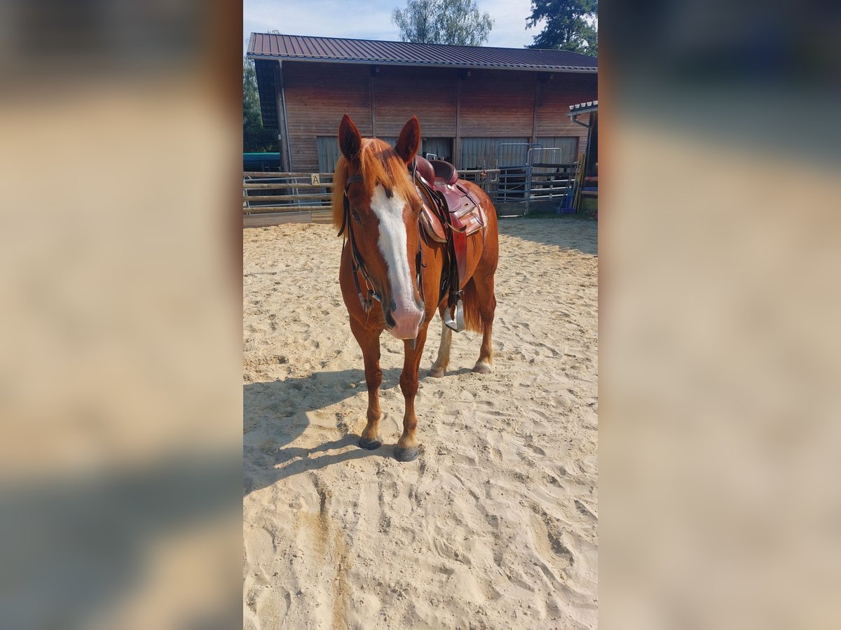 Freiberger Mare 9 years 15 hh Chestnut-Red in Schaan Freiberger Mare 9 years 15 hh Chestnut-Red in Schaan