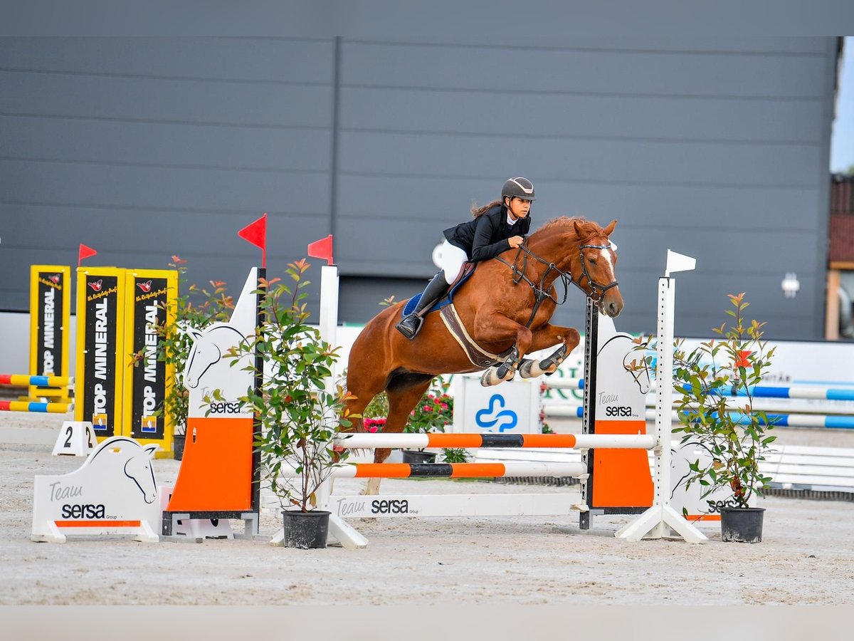 Freiberger Mare 9 years 16 hh Chestnut-Red in Bettwiesen