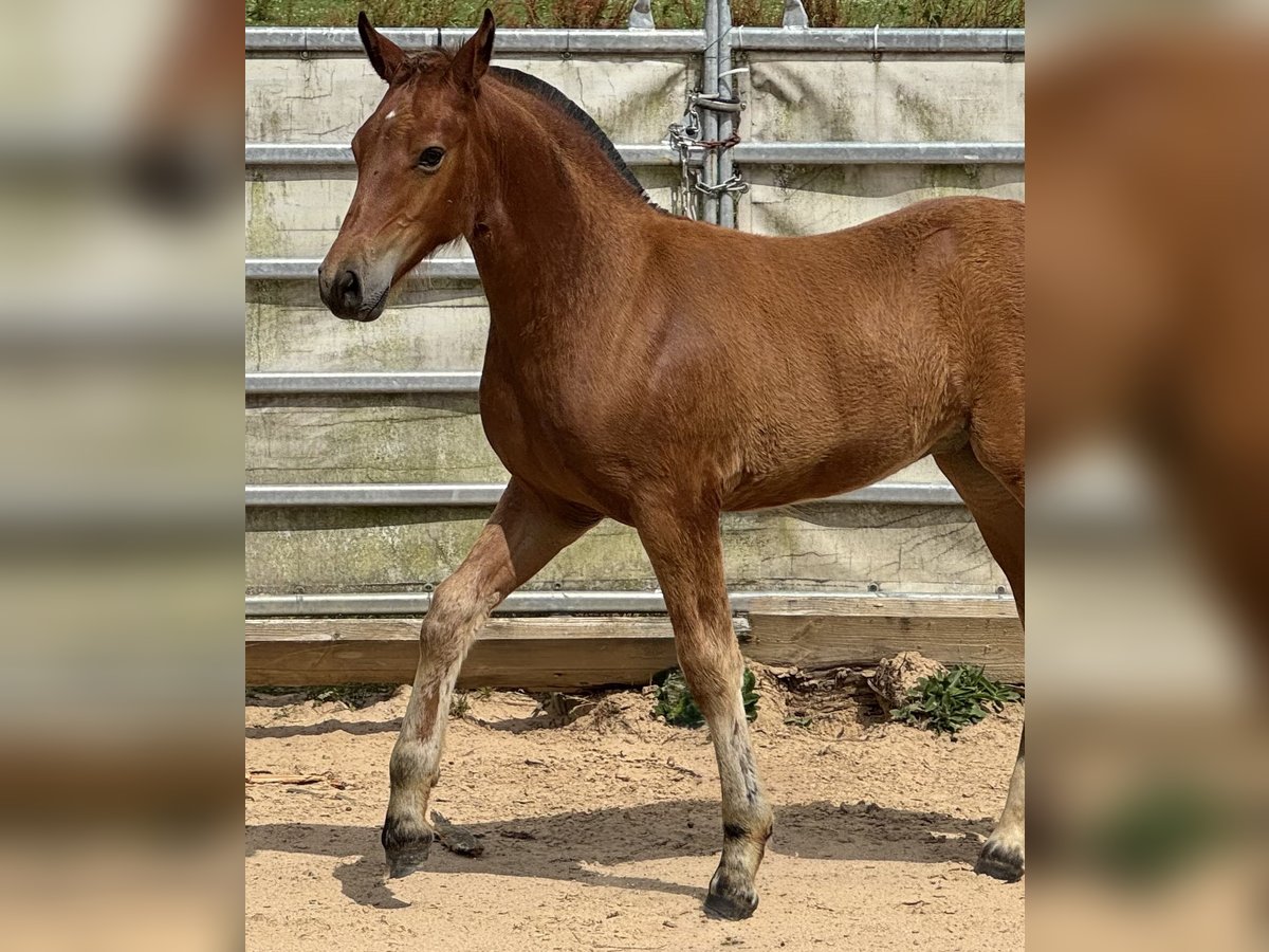 Freiberger Mare  15,2 hh Brown in Wissen