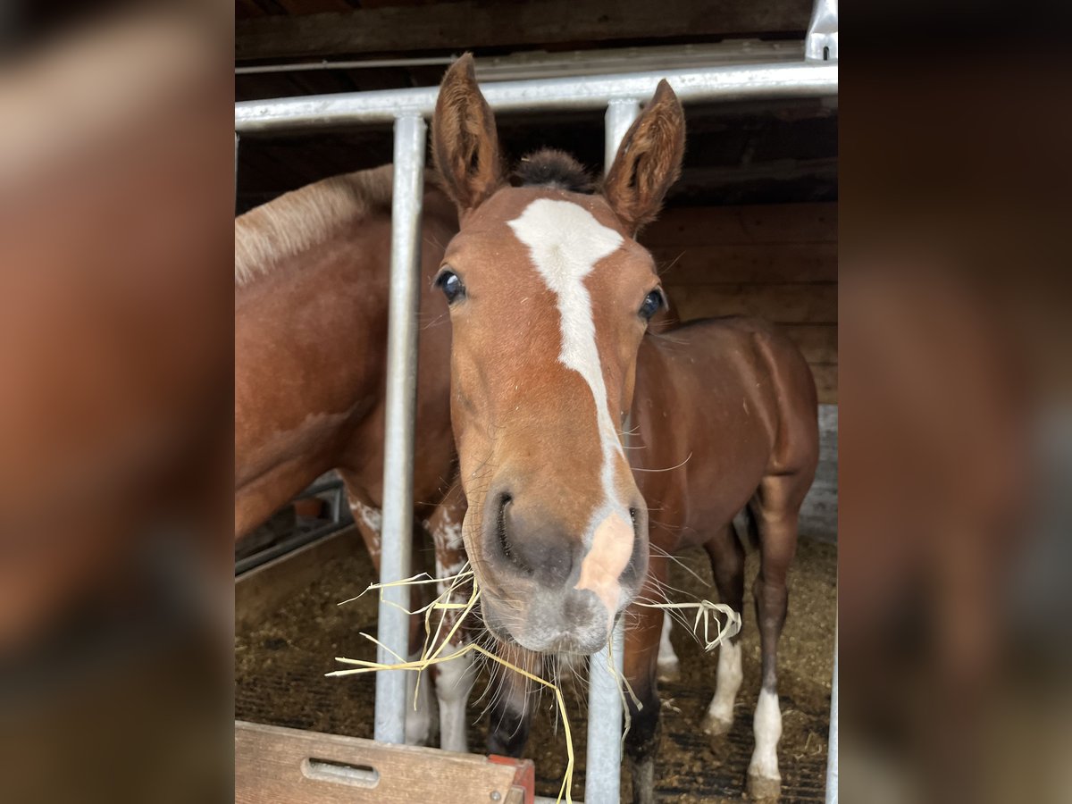 Freiberger Mare Foal (05/2025) 15,2 hh Brown in Oberriet SG