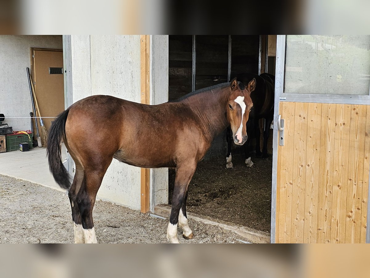 Freiberger Mare Foal (02/2025) Bay-Dark in St. Silvester