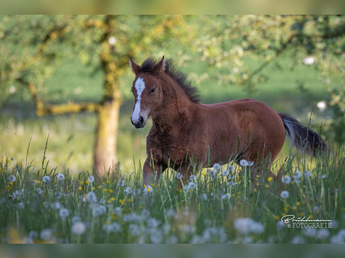 Freiberger Mare  Brown in Schönenberg