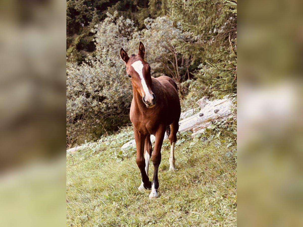 Freiberger Mare Foal (04/2024) Brown in St. Antönien