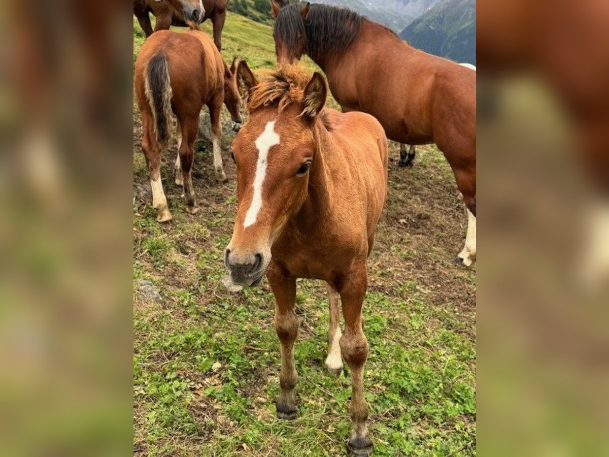 Freiberger Mix Mare Foal (05/2024) Chestnut-Red in Guarda