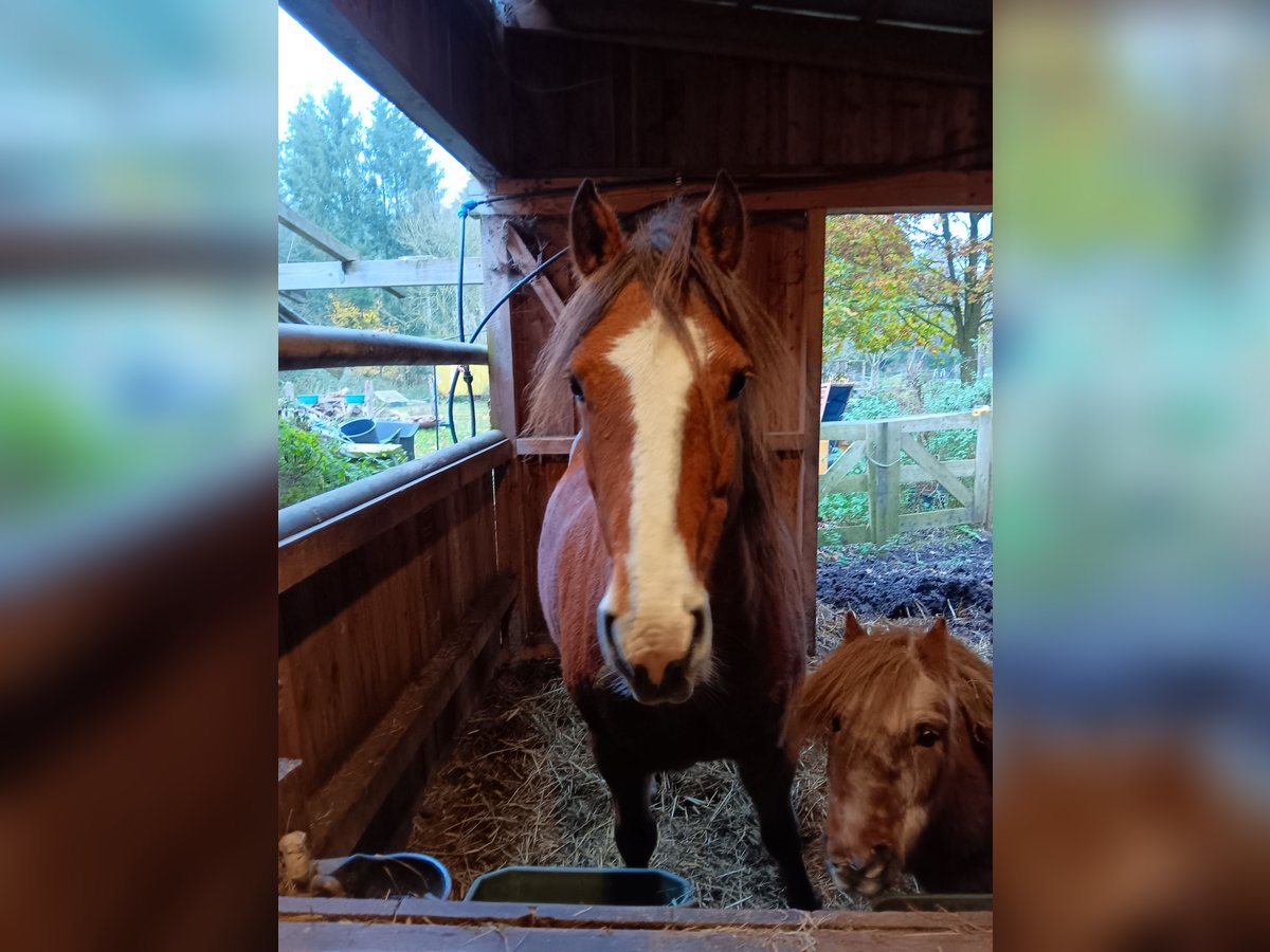 Freiberger Merrie 11 Jaar 153 cm Vos in Bülstedt