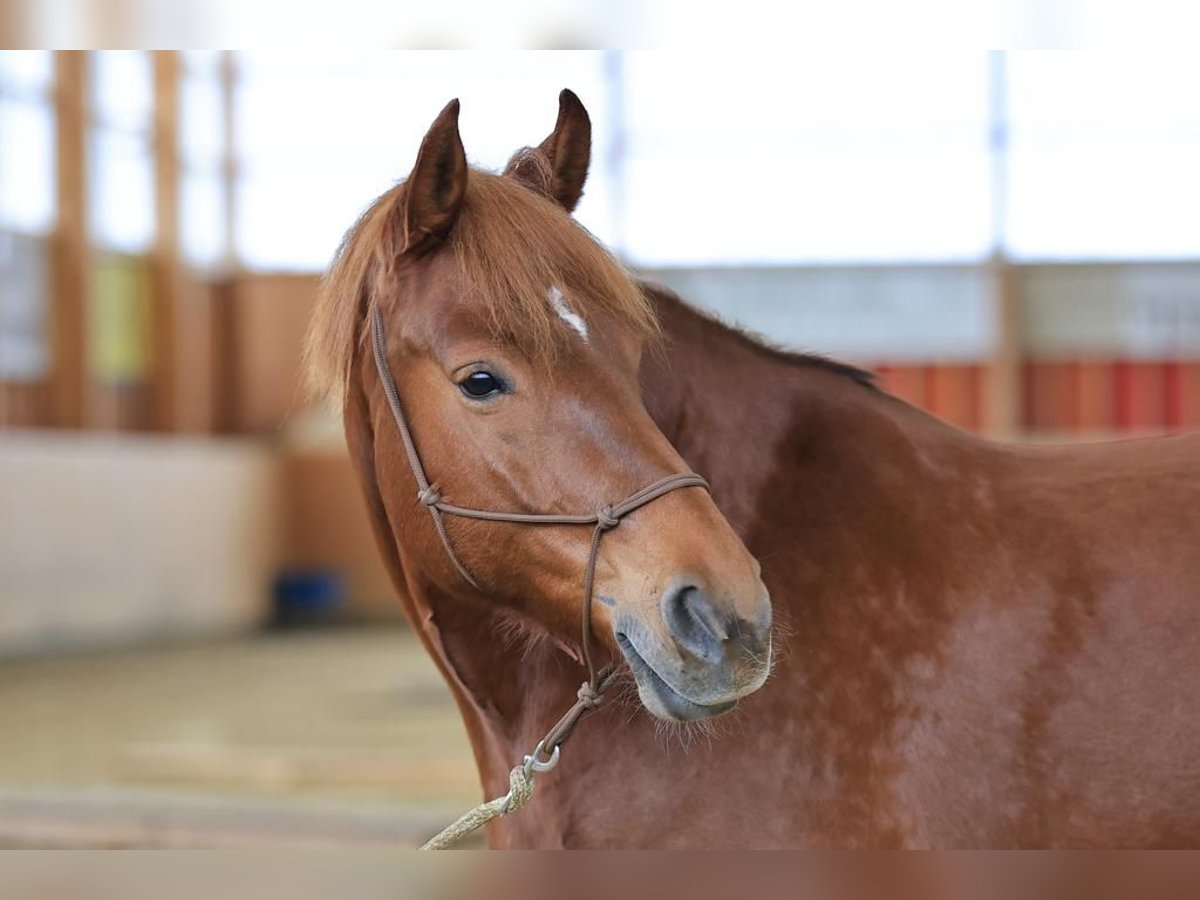 Freiberger Merrie 11 Jaar 167 cm Vos in Stüsslingen