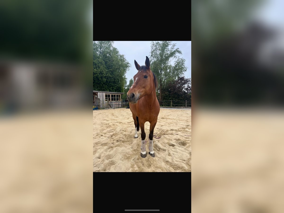 Freiberger Merrie 12 Jaar 155 cm Bruin in Ruderting