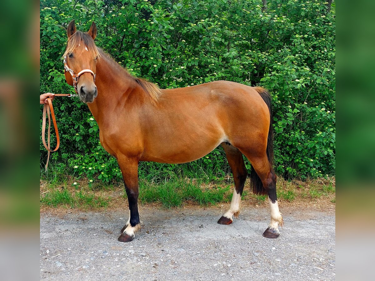 Freiberger Merrie 13 Jaar 157 cm Bruin in Schaan