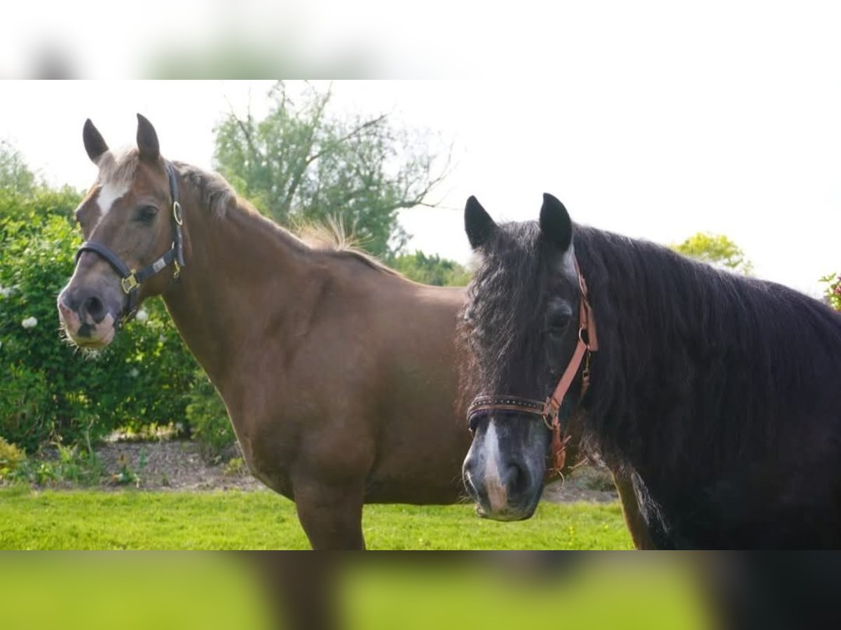 Freiberger Mix Merrie 17 Jaar 155 cm in Hoeilaart