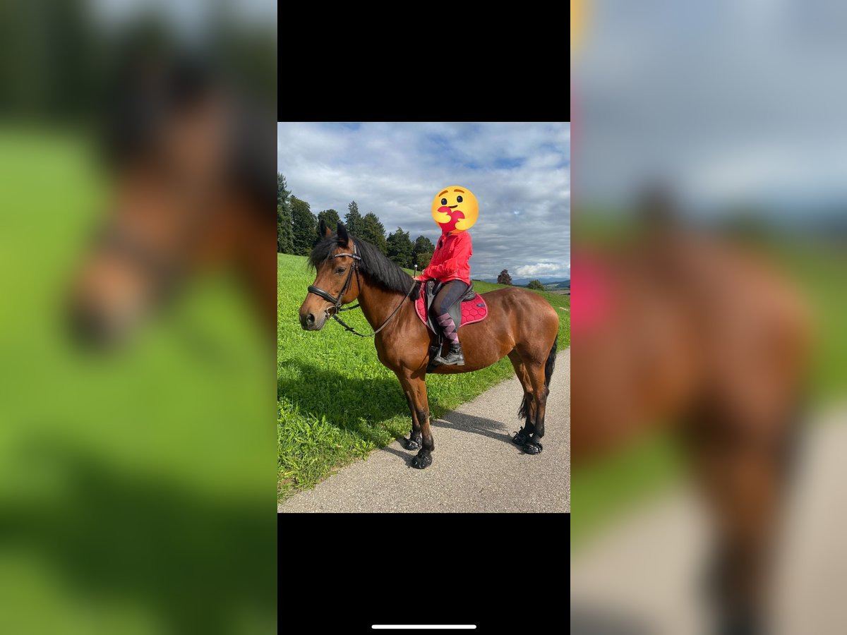 Freiberger Merrie 17 Jaar 173 cm Donkerbruin in Ursenbach