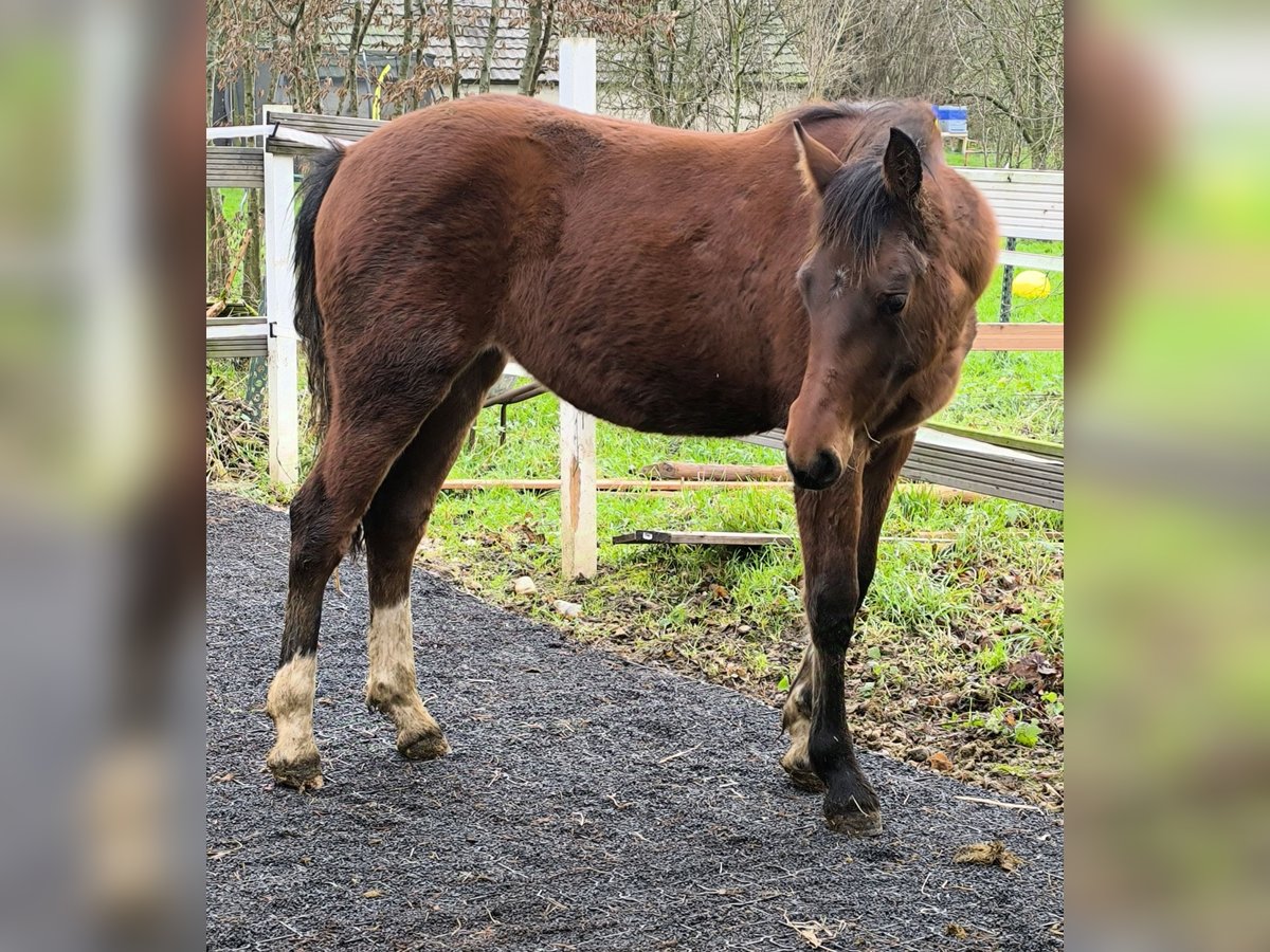 Freiberger Merrie 1 Jaar 140 cm Bruin in Übach-Palenberg