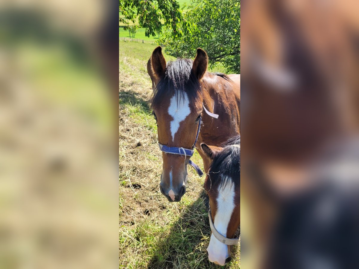 Freiberger Merrie 1 Jaar Bruin in Grossdietwil