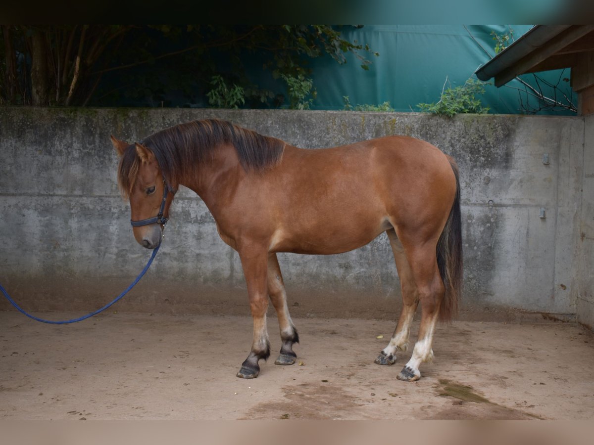 Freiberger Merrie 2 Jaar 144 cm Bruin in Affoltern im Emmental