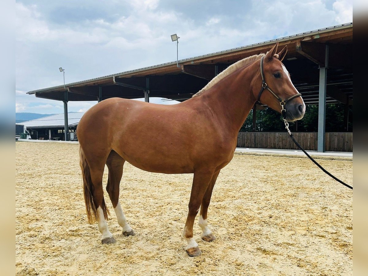 Freiberger Merrie 3 Jaar 155 cm Vos in Dietikon