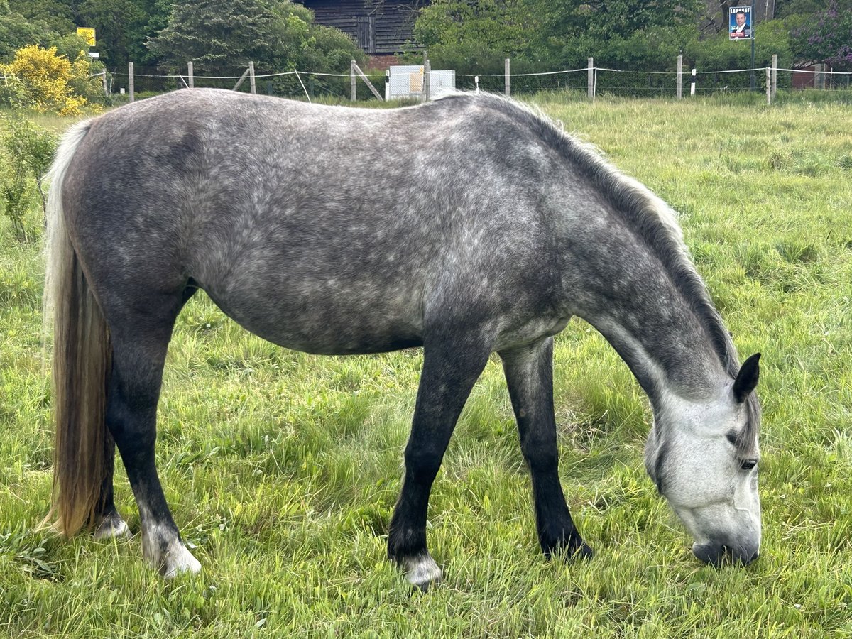 Freiberger Merrie 5 Jaar 154 cm Schimmel in Leopoldshagen