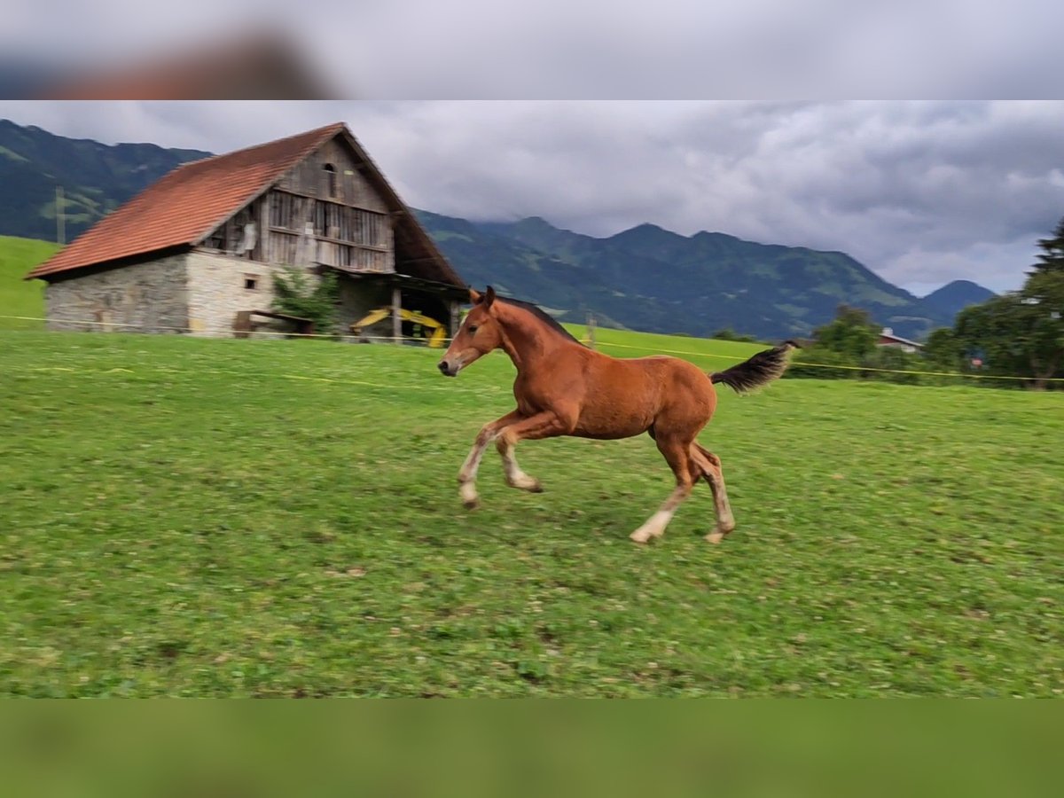 Freiberger Merrie Veulen (04/2025) Bruin in Fl&#xFC;eli-Ranft