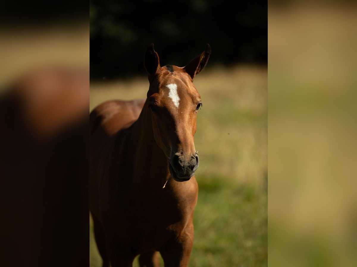 Freiberger Ogier Źrebak (04/2025) Gniada in Sornetan Freiberger Ogier Źrebak (04/2025) Gniada in Sornetan