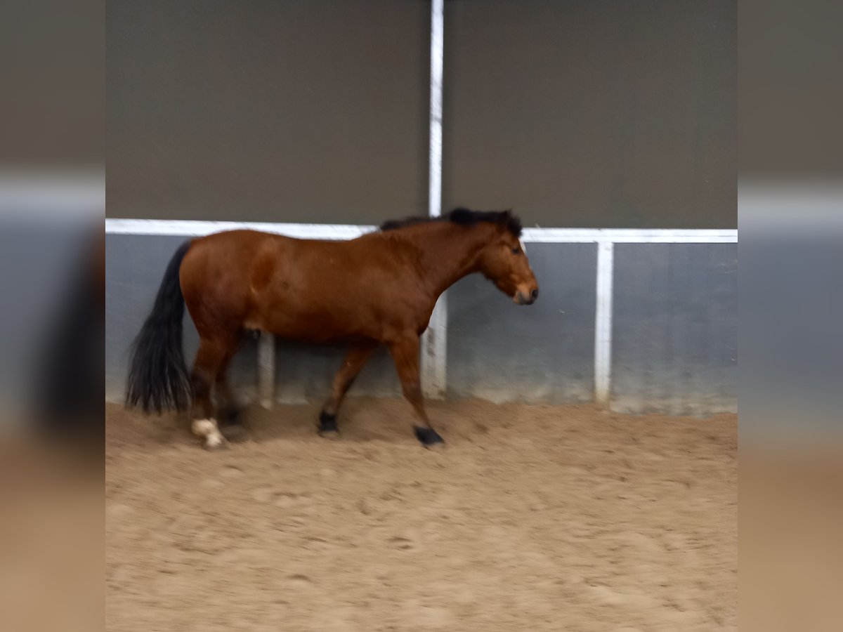 Freiberger Ruin 4 Jaar 160 cm Bruin in Hamburg
