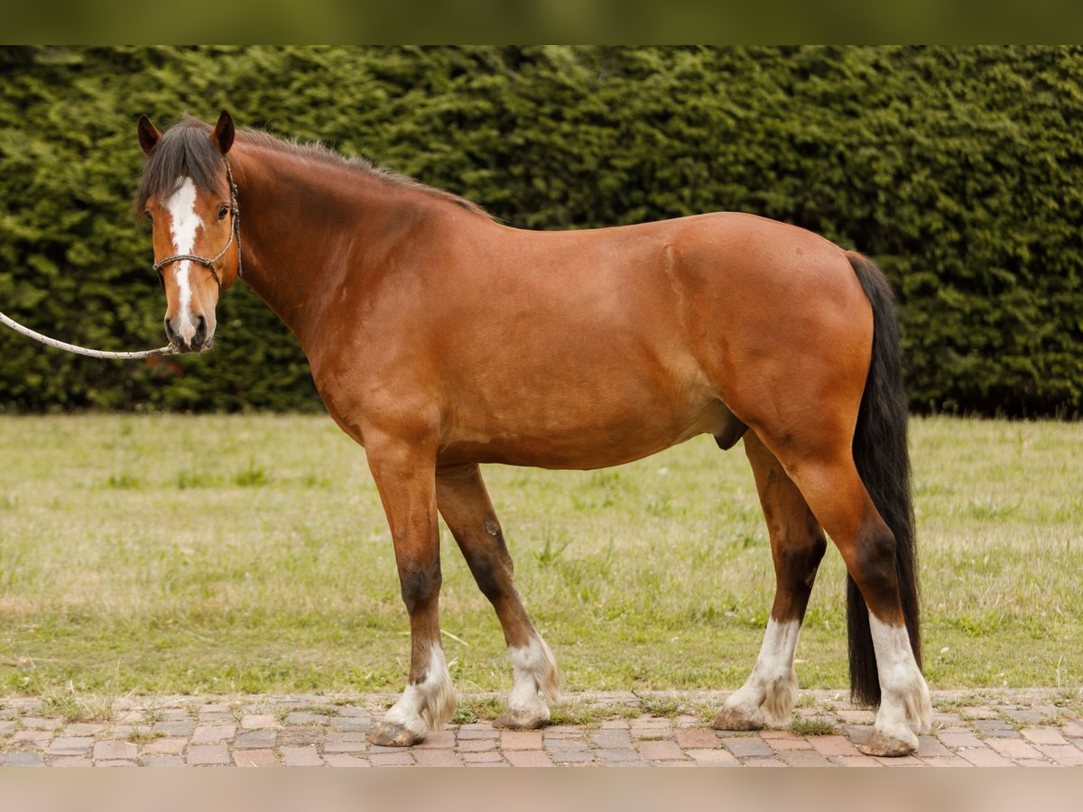 Freiberger Ruin 5 Jaar 155 cm Bruin in Varrel