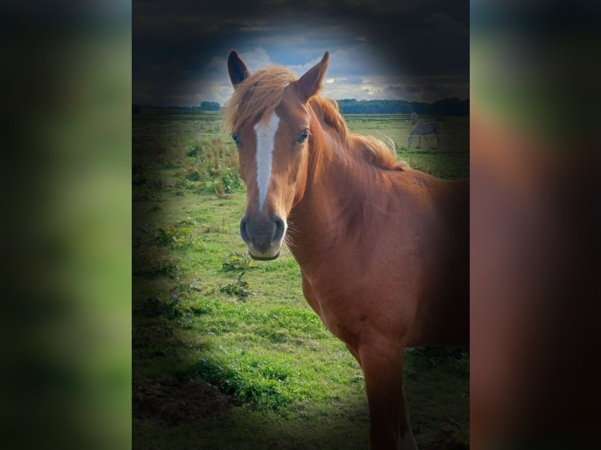 Freiberger Stallion 1 year 15,2 hh Chestnut-Red in Souchez