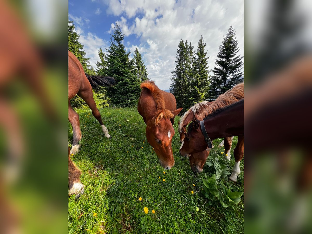Freiberger Stallion 1 year 15,2 hh Chestnut-Red in Tannheim