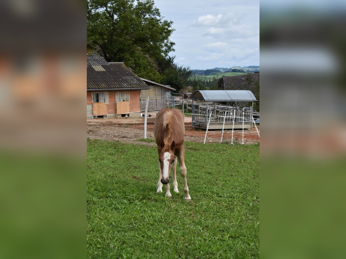 Freiberger Stallion 1 year Chestnut-Red in Affoltern