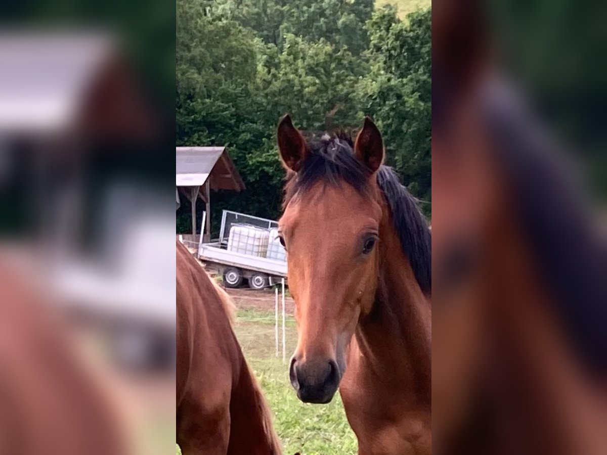 Freiberger Stallion 1 year in Wildenfels