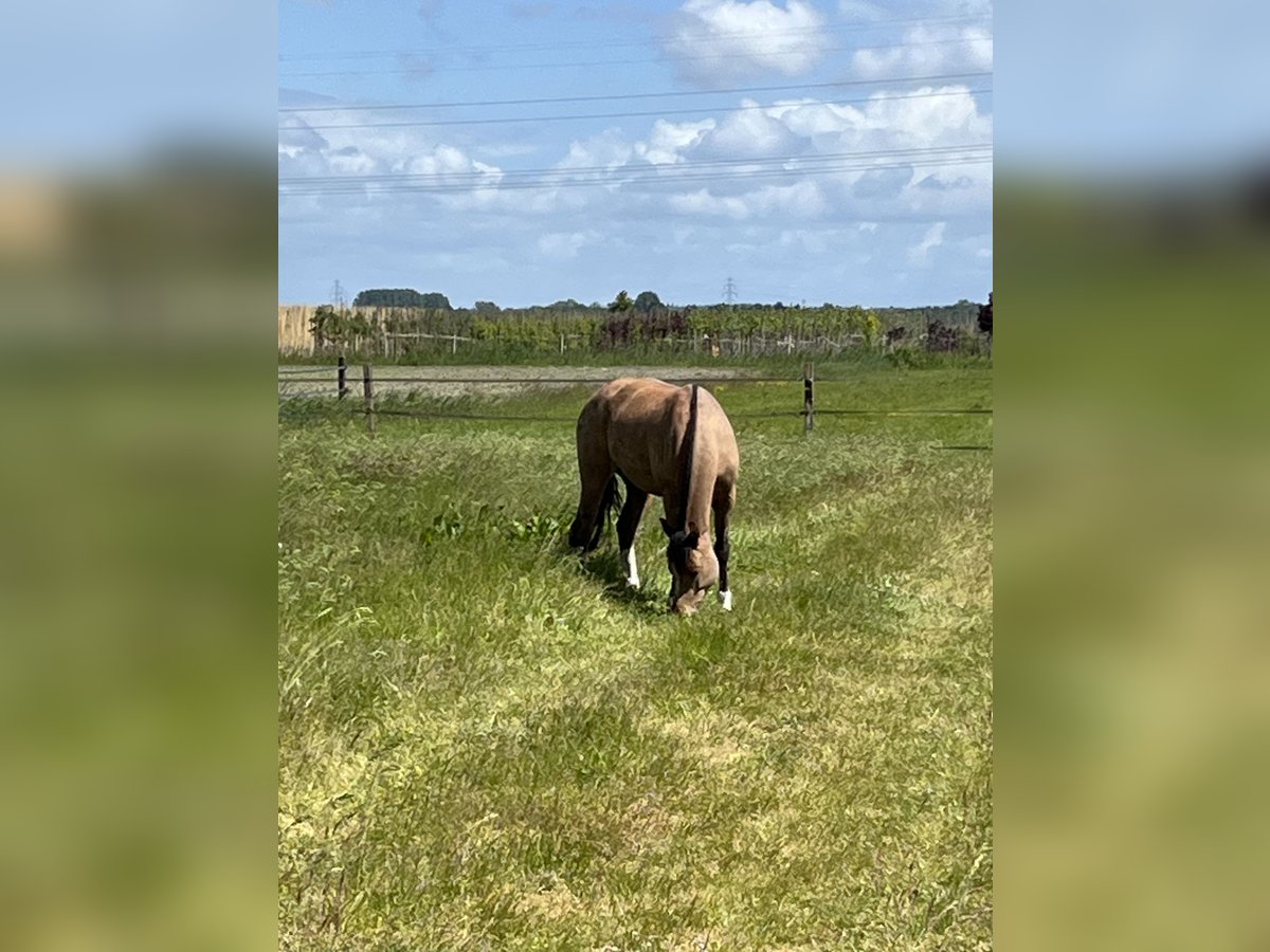 Freiberger Stallion 6 years 15,1 hh Brown in Rhenen