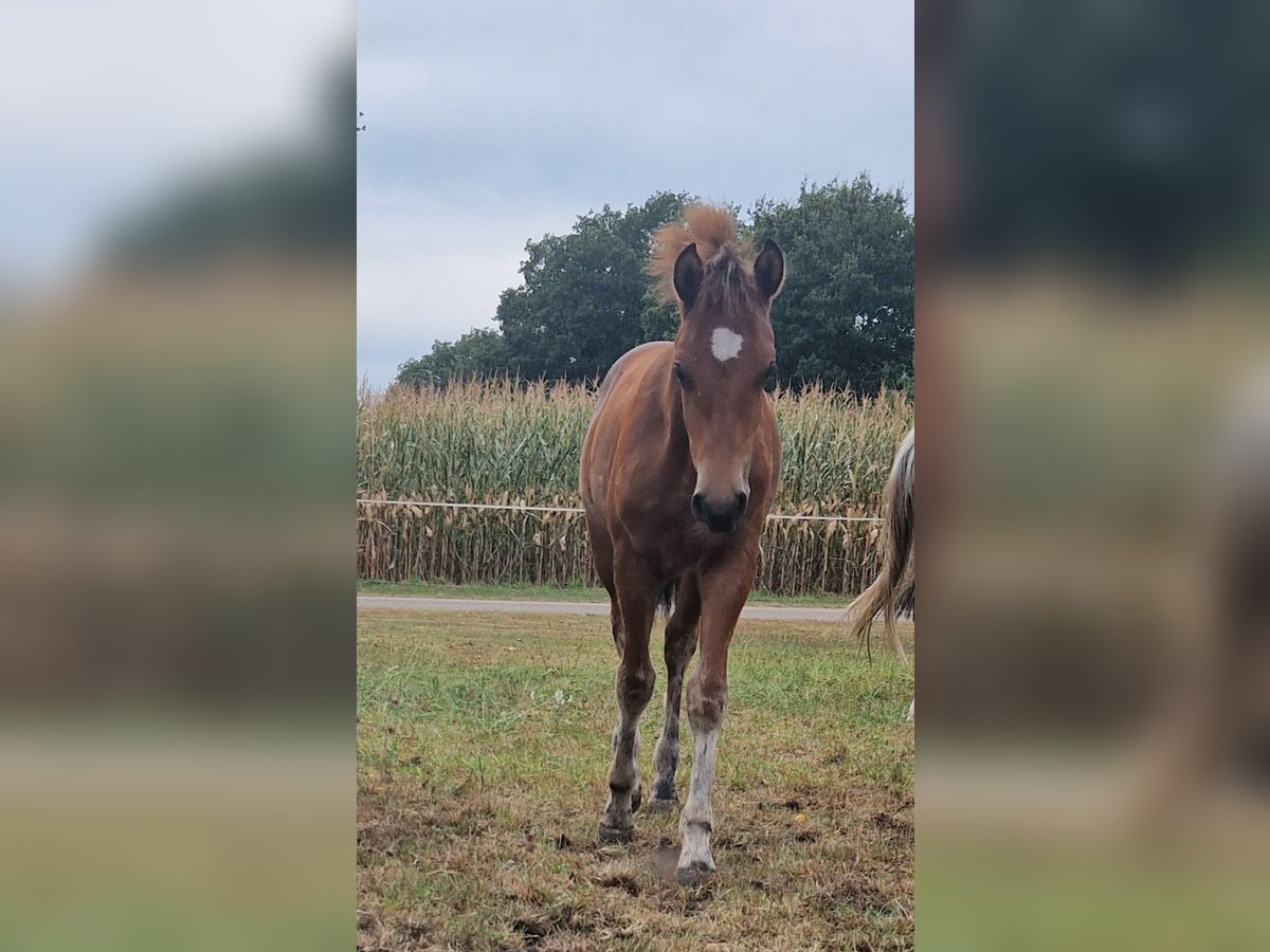 Freiberger Stallion Foal (04/2025) 15,1 hh Brown in Itterbeck Freiberger Stallion Foal (04/2025) 15,1 hh Brown in Itterbeck