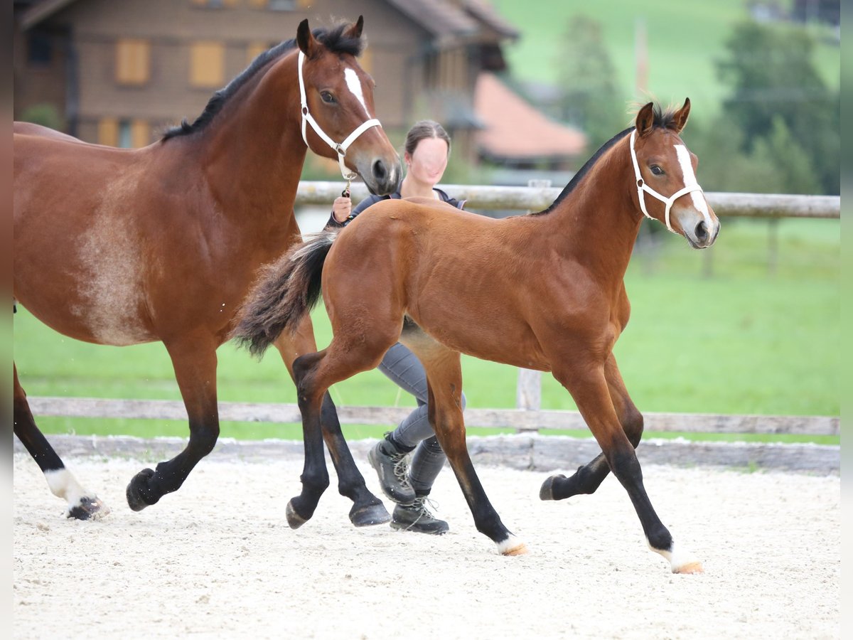 Freiberger Stallion Foal (03/2025) 15,1 hh Brown in Escholzmatt