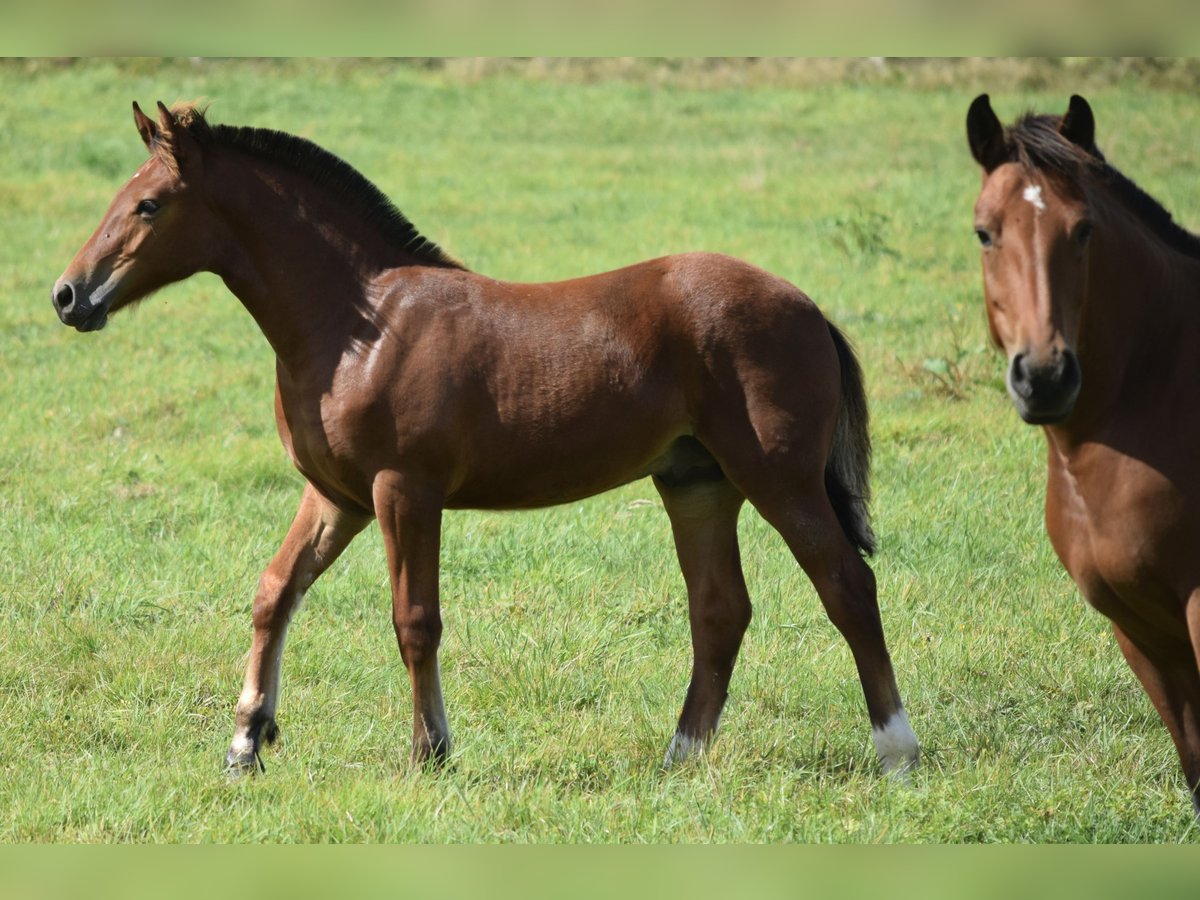 Freiberger Stallion Foal (04/2025) 15,2 hh Brown in Wissen