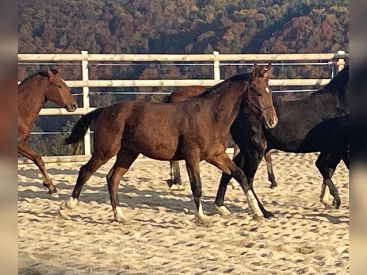 Freiberger Stallion Foal (03/2025) 15,2 hh Brown in Epauvillers Freiberger Stallion Foal (03/2025) 15,2 hh Brown in Epauvillers