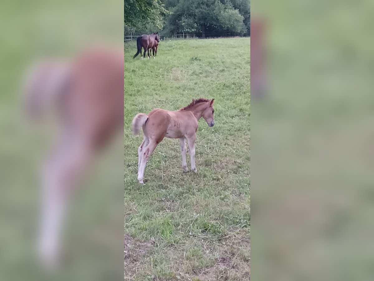 Freiberger Stallion Foal (05/2025) 15,2 hh Brown in Schenklengsfeld