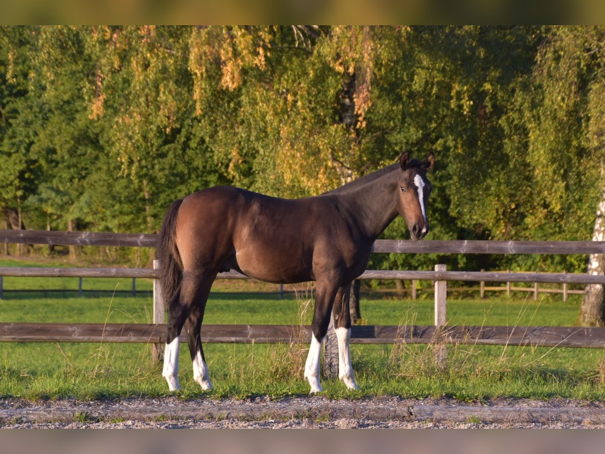 Freiberger Stallion Foal (04/2025) Bay-Dark in Pratteln