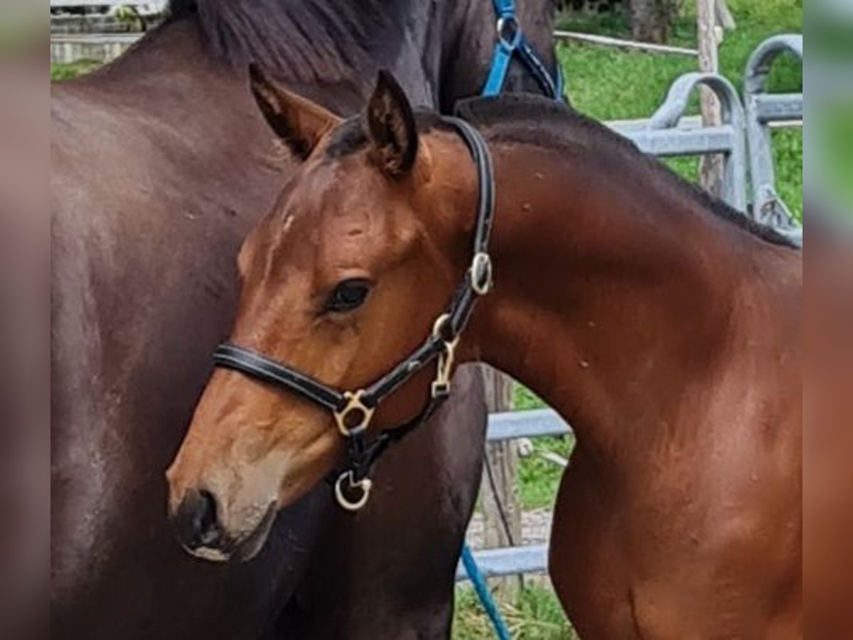 Freiberger Stallion Foal (03/2025) Brown in Konolfingen