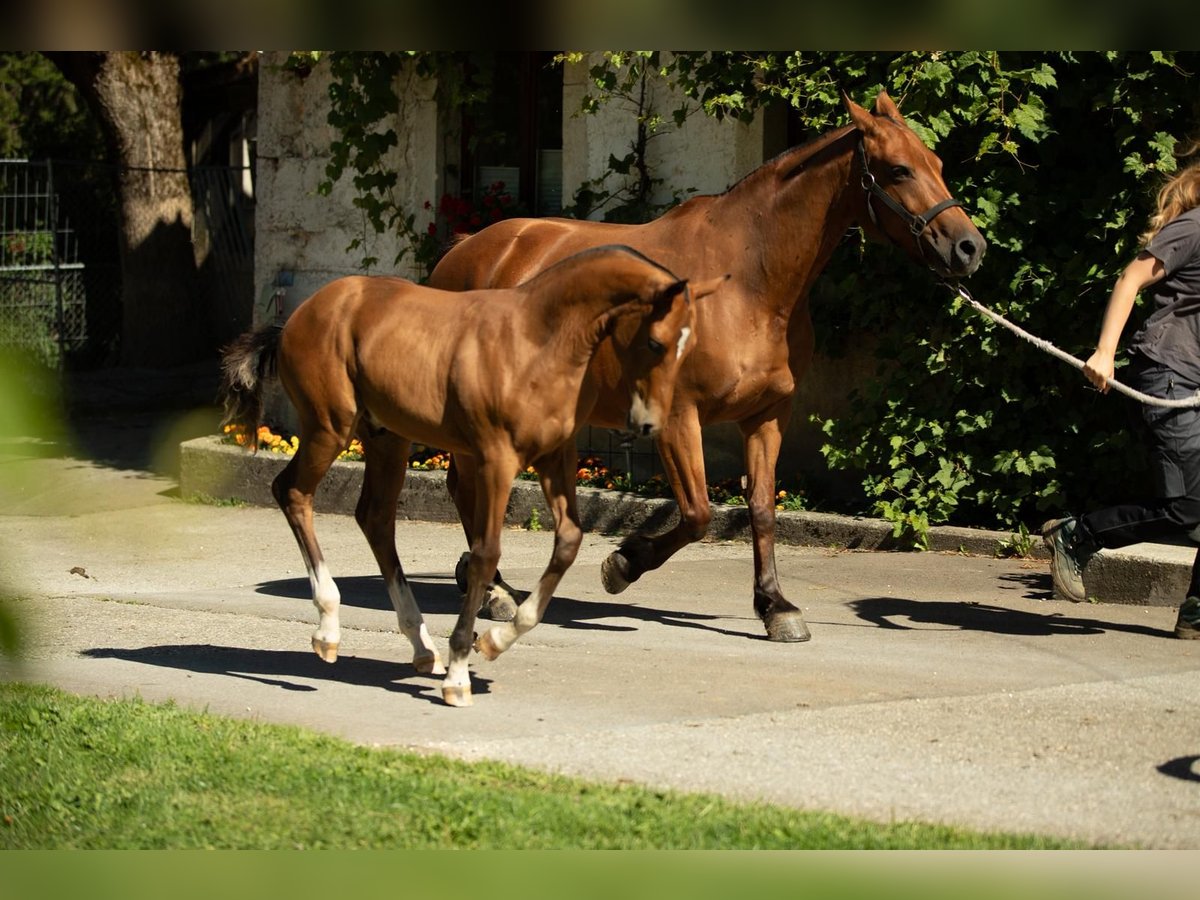 Freiberger Stallion Foal (04/2025) Brown in Sornetan