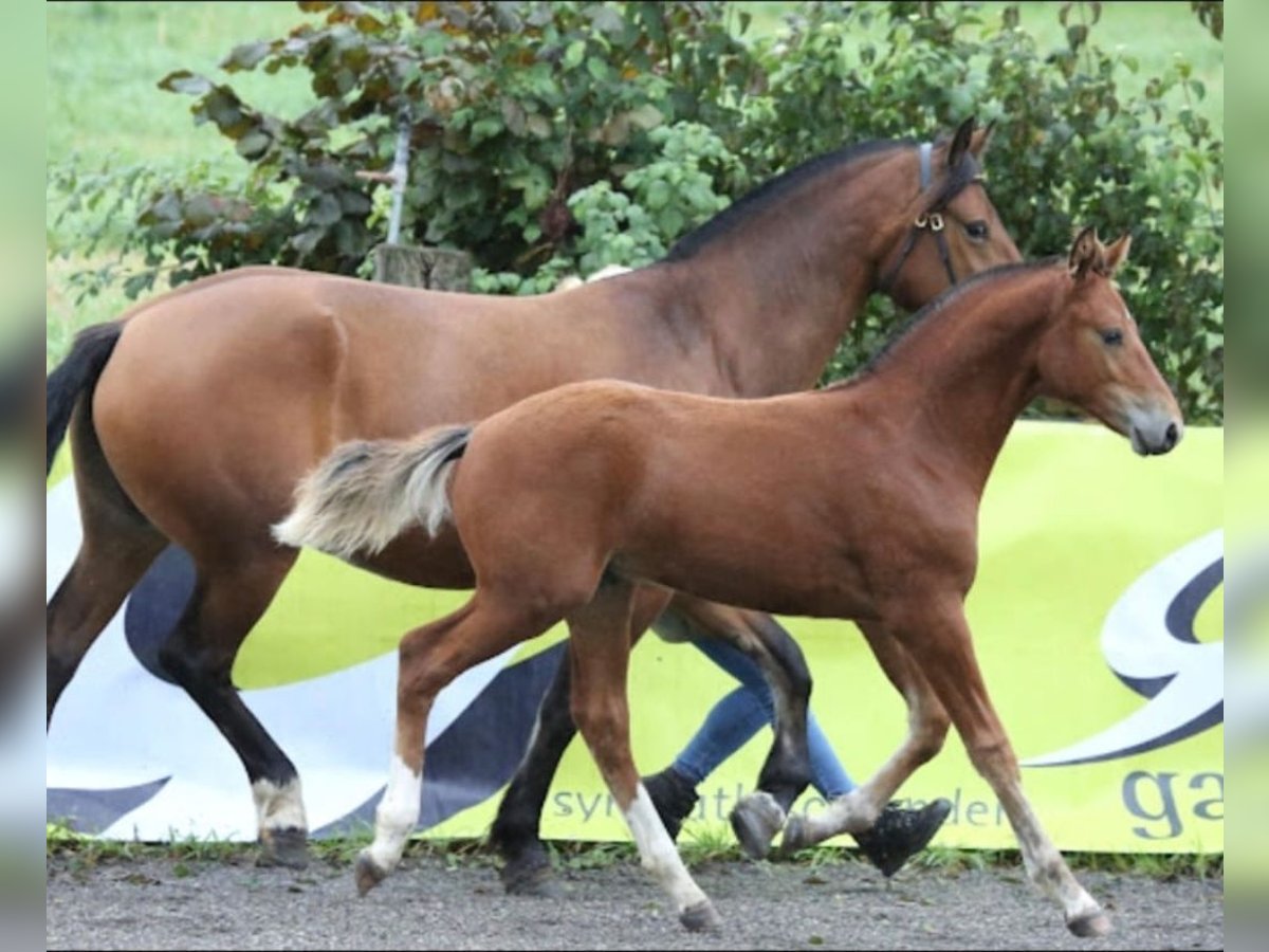 Freiberger Stallion Foal (04/2025) Brown in Toffen