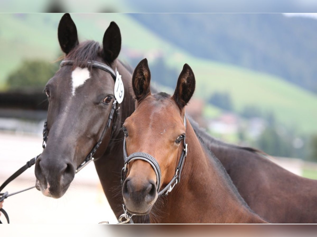 Freiberger Stallion Foal (04/2024) Brown in Hasle LU