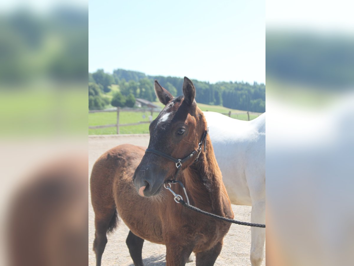 Freiberger Stallion Foal (02/2025) Can be white in Sch&#xF6;nholzerswilen