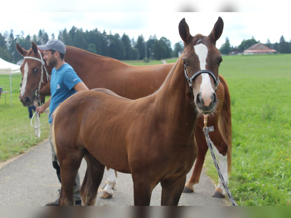 Freiberger Stallion Foal (04/2024) Chestnut in Le Prévoux