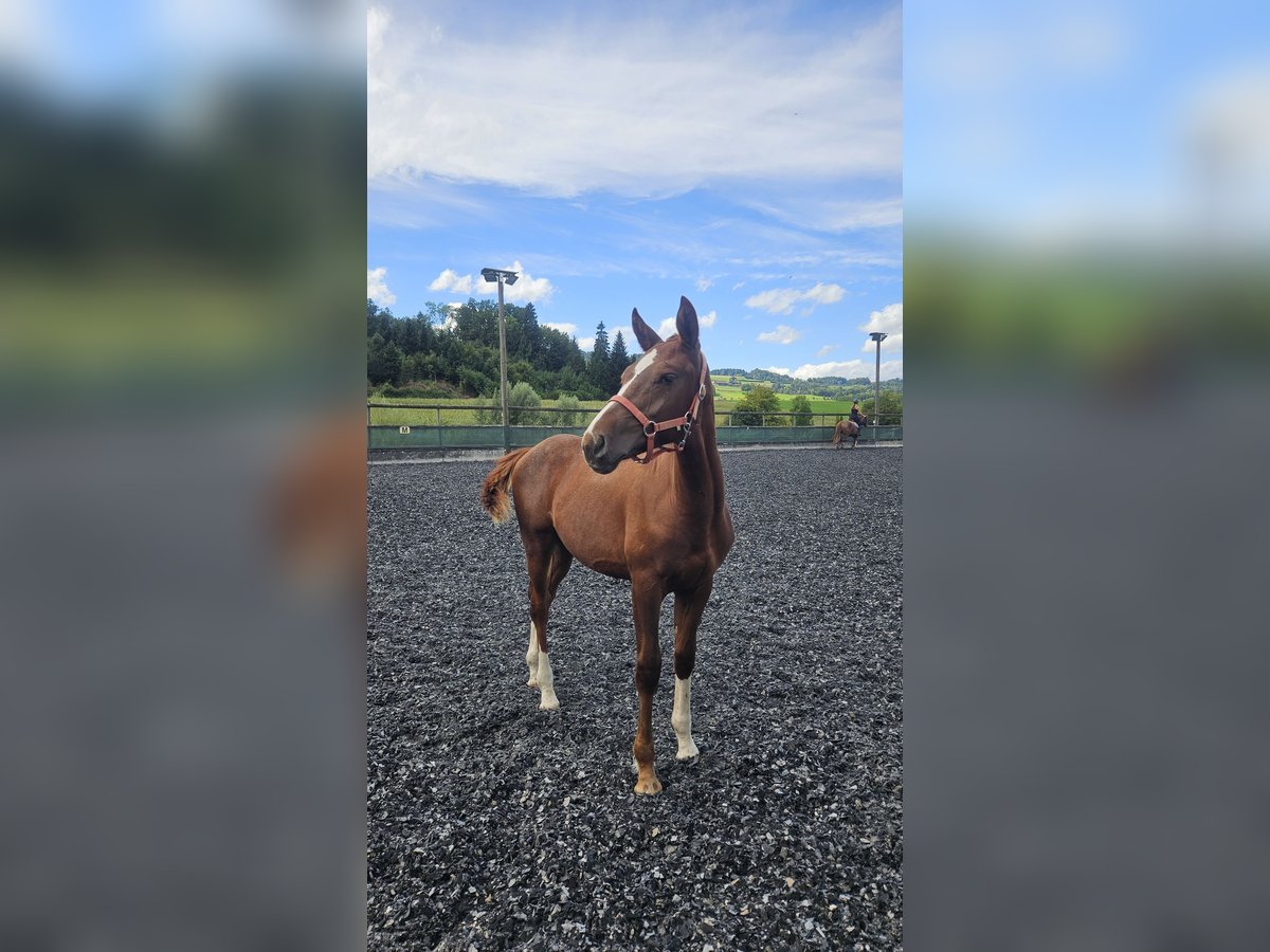 Freiberger Stallion Foal (03/2025) Chestnut-Red in Moosleerau