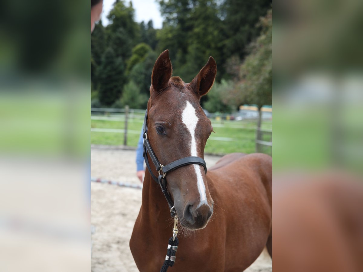 Freiberger Stallion Foal (03/2025) Chestnut-Red in Moosleerau Freiberger Stallion Foal (03/2025) Chestnut-Red in Moosleerau