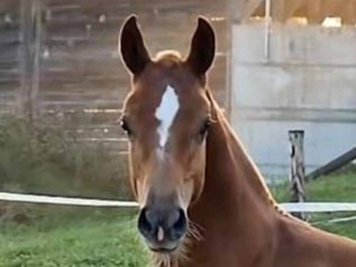 Freiberger Stallion Foal (04/2024) Chestnut-Red in Kottwil