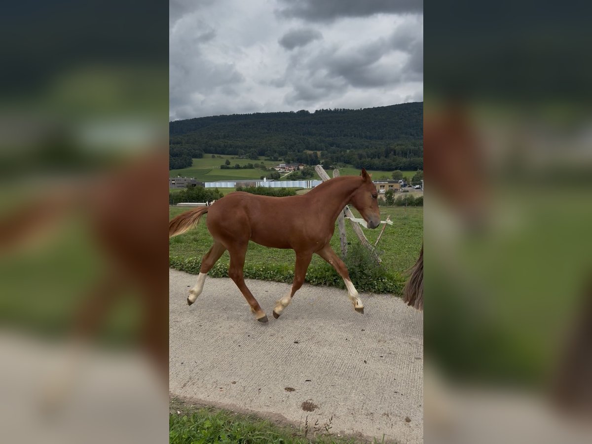 Freiberger Stallion Foal (03/2025) Chestnut-Red in Del&#xE9;mont